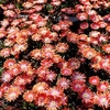 Delosperma Plants - Jewel of the Desert Sunstone
