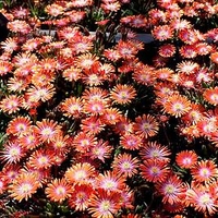 Delosperma Plants - Jewel of the Desert Sunstone