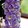 Delphinium Highlander Blueberry Pie Plants