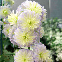 Delphinium Highlander Moonlight Plants
