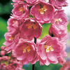 Delphinium Plant - Astolat