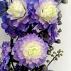 Delphinium Plant - Bolero