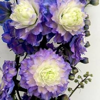 Delphinium Plant - Bolero