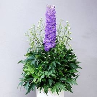 Delphinium Plant - Delgenius Breezin