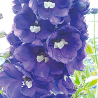 Delphinium Plant - King Arthur