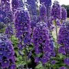 Delphinium Plant - Magic Fountain Dark Blue White Bee