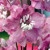 Delphinium Plant - Magic Fountain Deep Rose White Bee