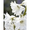 Delphinium Plant - Magic Fountain Pure White