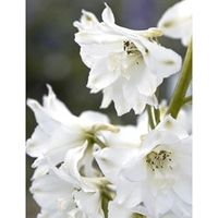Delphinium Plant - Magic Fountain Pure White