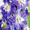 Delphinium Plant - Magic Fountain Sky Blue