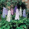 Delphinium Plant - Magic Fountains
