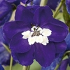 Delphinium Plant - Magic Fountains Dark Blue