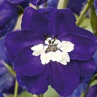 Delphinium Plant - Magic Fountains Dark Blue White Bee