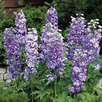 Delphinium Plant - Magic Fountains Lavender