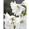 Delphinium Plant - Magic Fountains Pure White