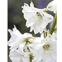 Delphinium Plant - Magic Fountains Pure White