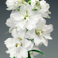 Delphinium Plant - Pure White