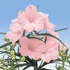 Delphinium Plant - Summer Morning
