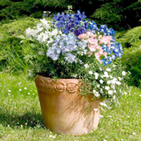 Delphinium Plant - Summer Skies
