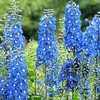 Delphinium Plant - Summer Skies