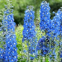 Delphinium Plant - Summer Skies