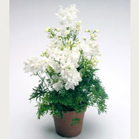 Delphinium Plant - Summer Stars