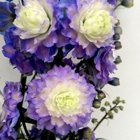 Delphinium Plants - Bolero