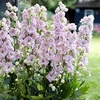 Delphinium Plants - Cinderella