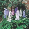 Delphinium Plants - Magic Fountains