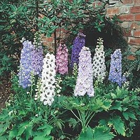 Delphinium Plants - Magic Fountains