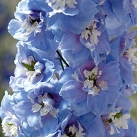 Delphinium Plants - Magic Fountains Sky Blue White Bee