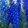 Delphinium Plants - Pacific Giants Mixed