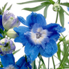 Delphinium Plants - Summer Cloud