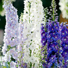 Delphinium Plants