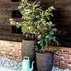 Deluxe Low Vase Row - Olive Green