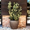 Deluxe Tapered Round Vase Row - Olive Green