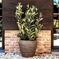 Deluxe Tapered Round Vase Row - Olive Green