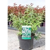 Deutizia compacta Plant - Lavender Time