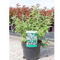 Deutizia compacta Plant - Lavender Time