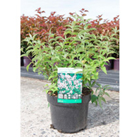 Deutzia campacta Plant - Lavender Time Noble