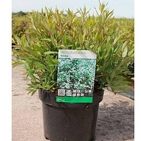 Deutzia gracilis Plant - Nikko