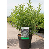 Deutzia gracilis Plant
