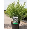 Deutzia gracilis Plant