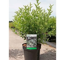 Deutzia gracilis Plant