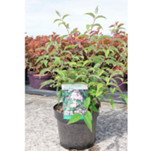 Deutzia hybrida Plant - Mont Rose