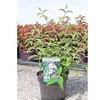 Deutzia hybrida Plant - Mont Rose
