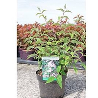 Deutzia hybrida Plant - Mont Rose