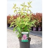 Deutzia hybrida Plant - Perle Rose