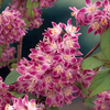 Deutzia Hybrida Plant - Strawberry Fields
