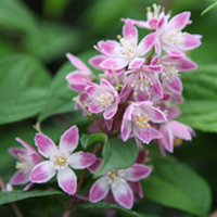 Deutzia hybrida Plant - Tourbillon Rouge